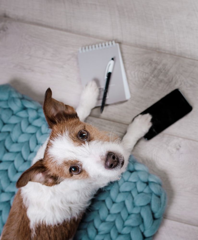 dog with phone and paper