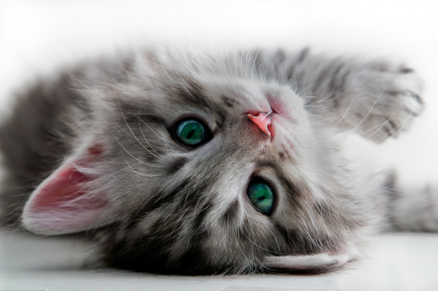 kitten with green eyes