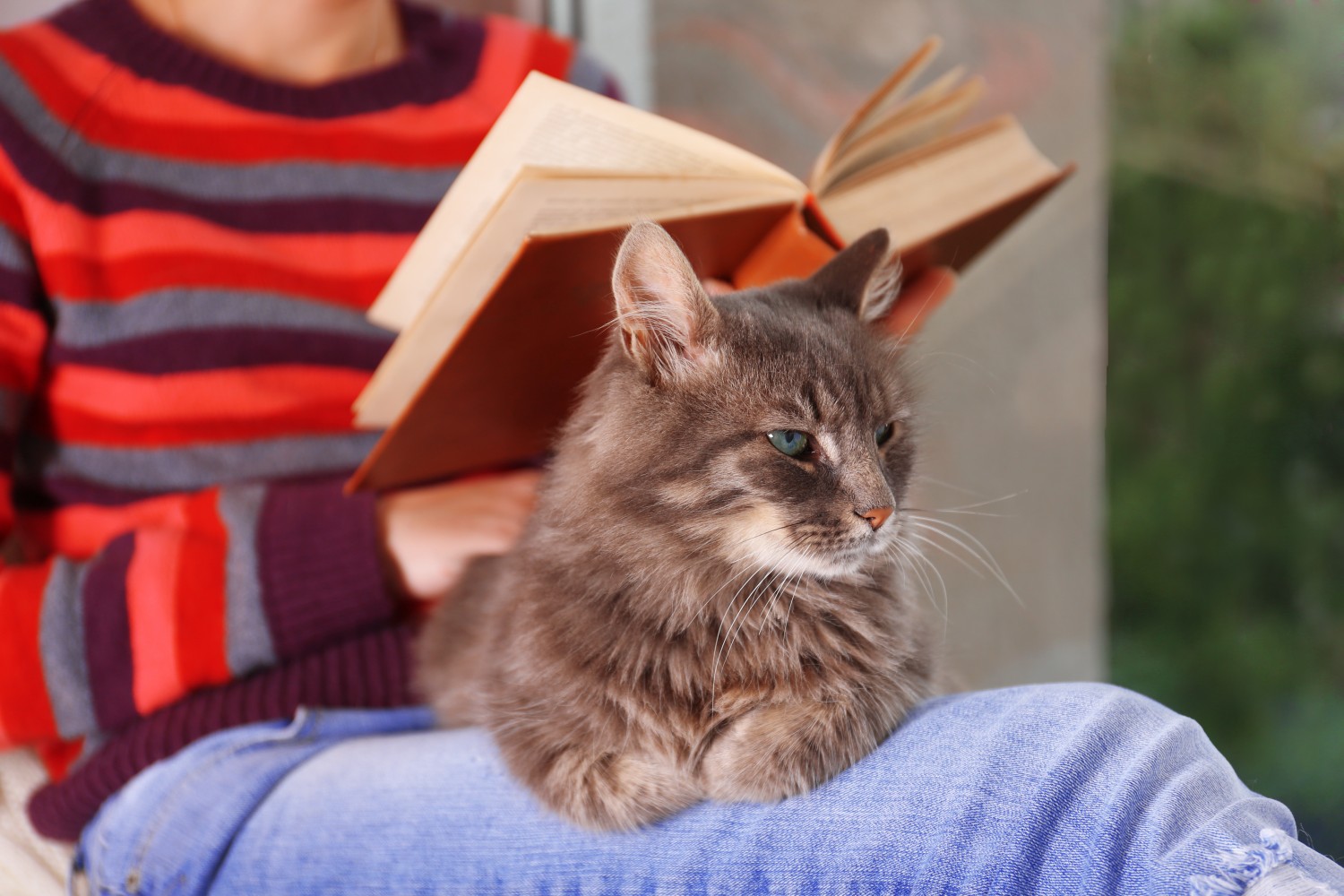 About Veterinary Behavior Consultations in Asheville, NC Cat on lap